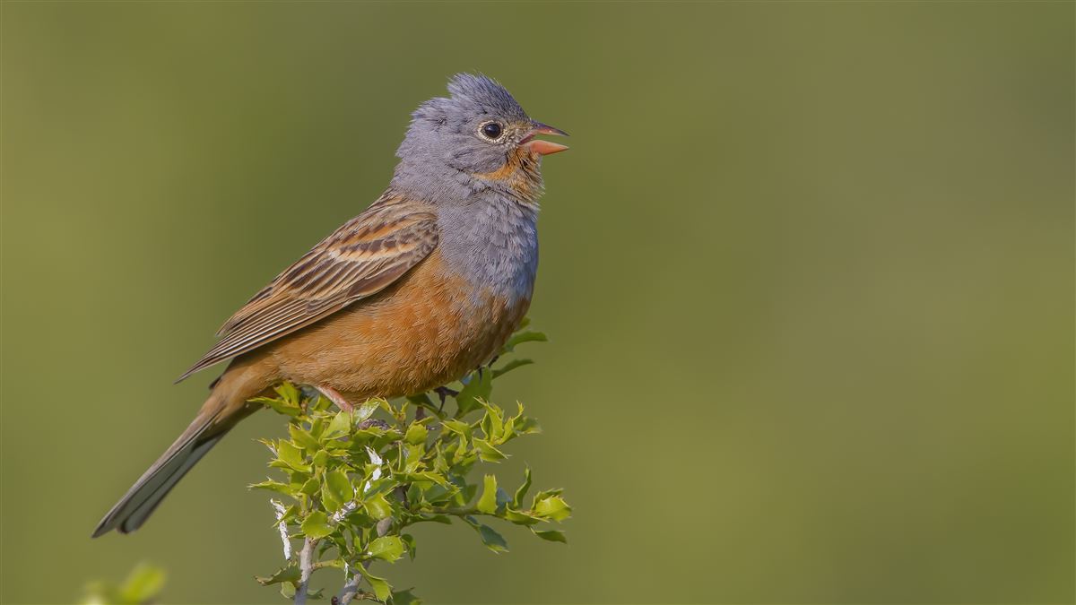 Cretzschmar`s Bunting