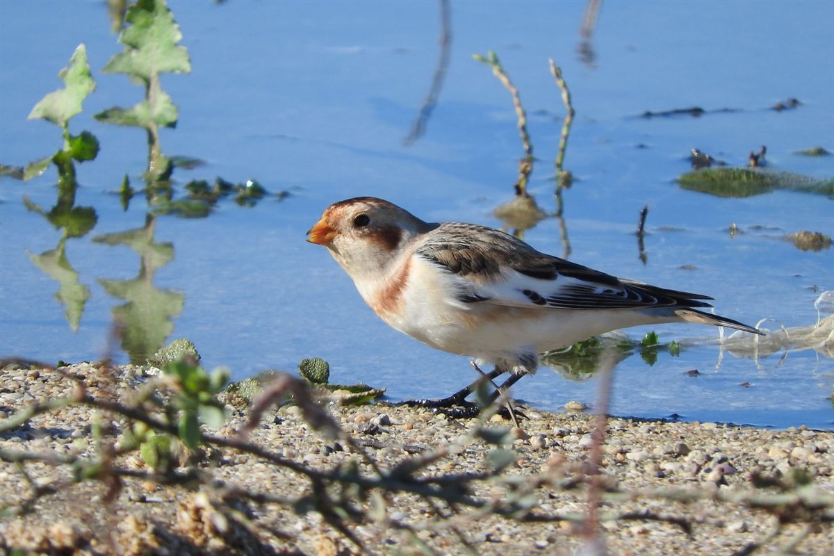 Snow Bunting