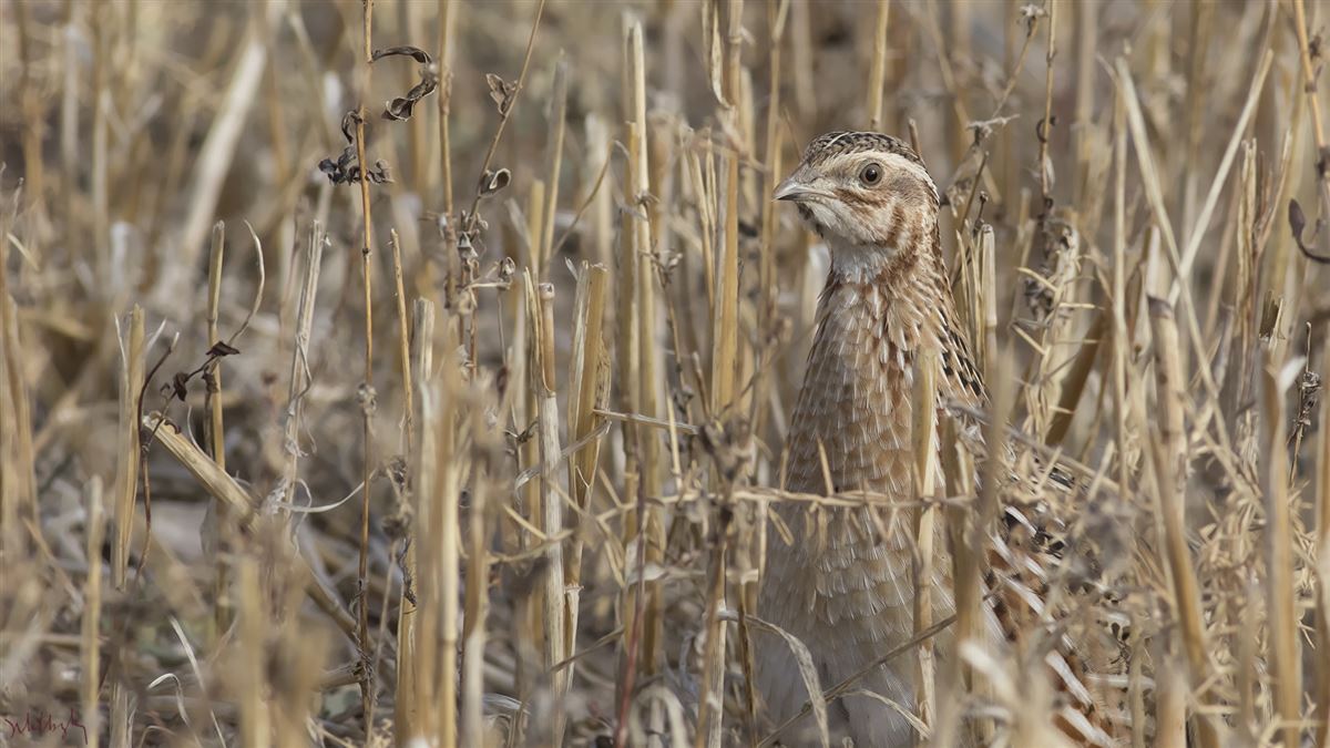 Common Quail
