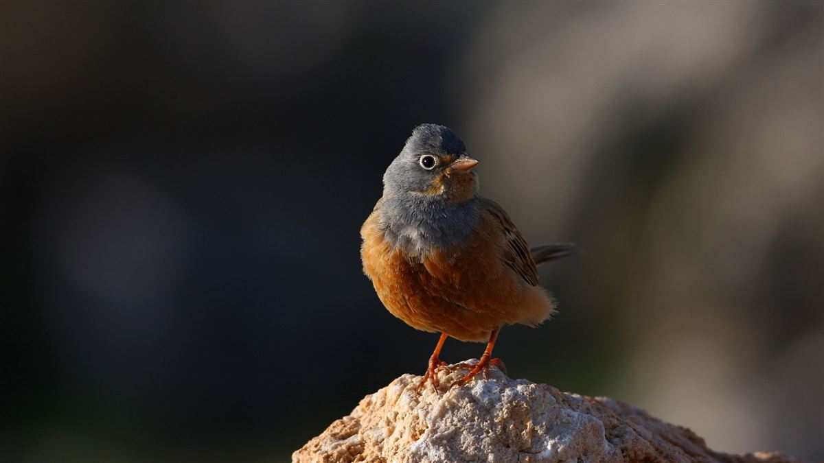 Cretzschmar`s Bunting