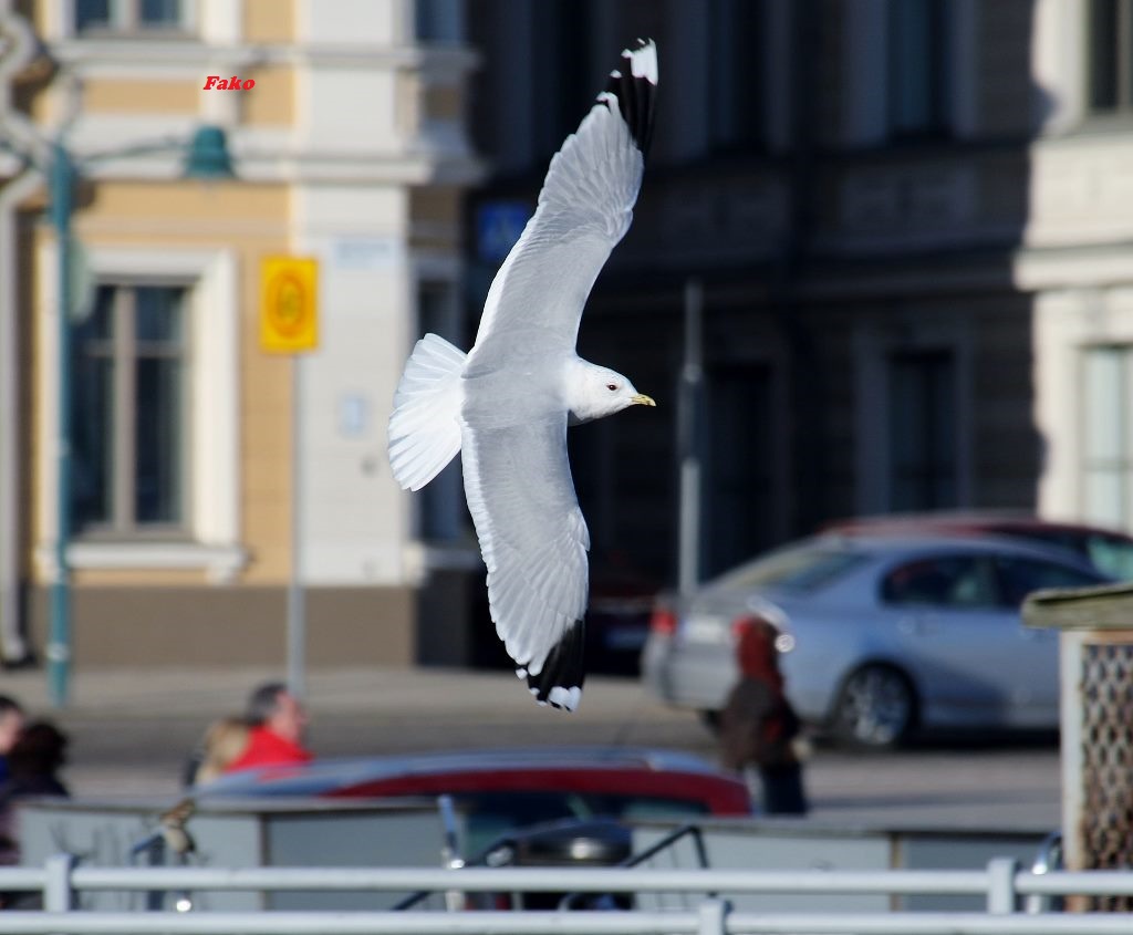 Common Gull