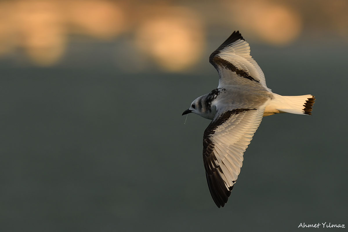 Black-legged Kittiwake