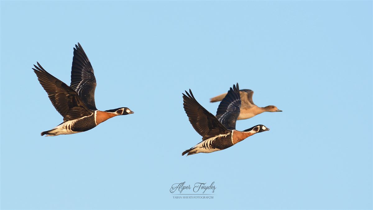 Red-breasted Goose