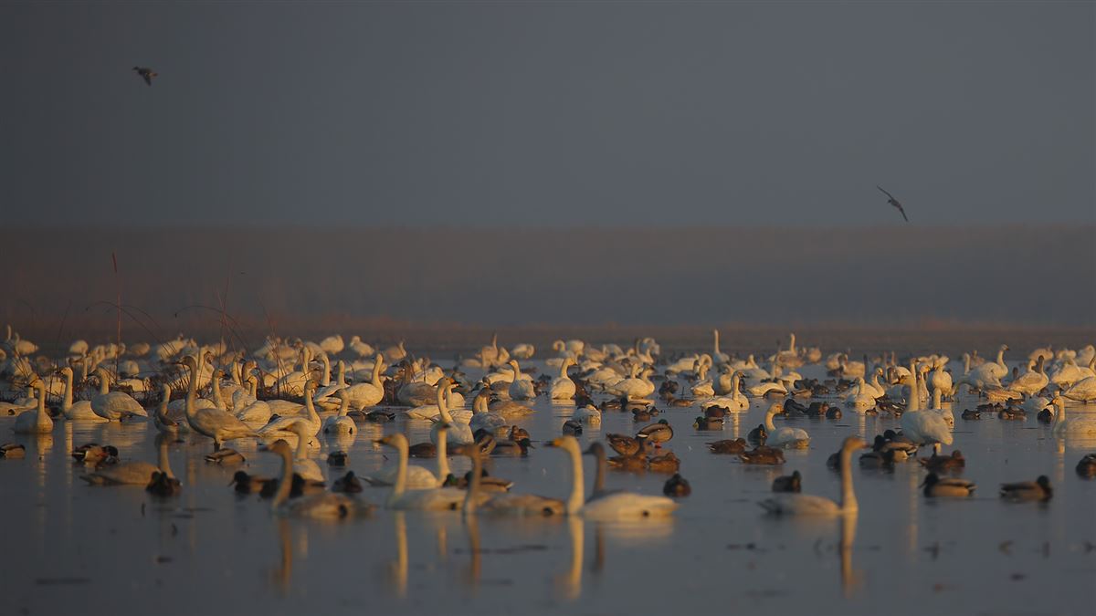 Whooper Swan