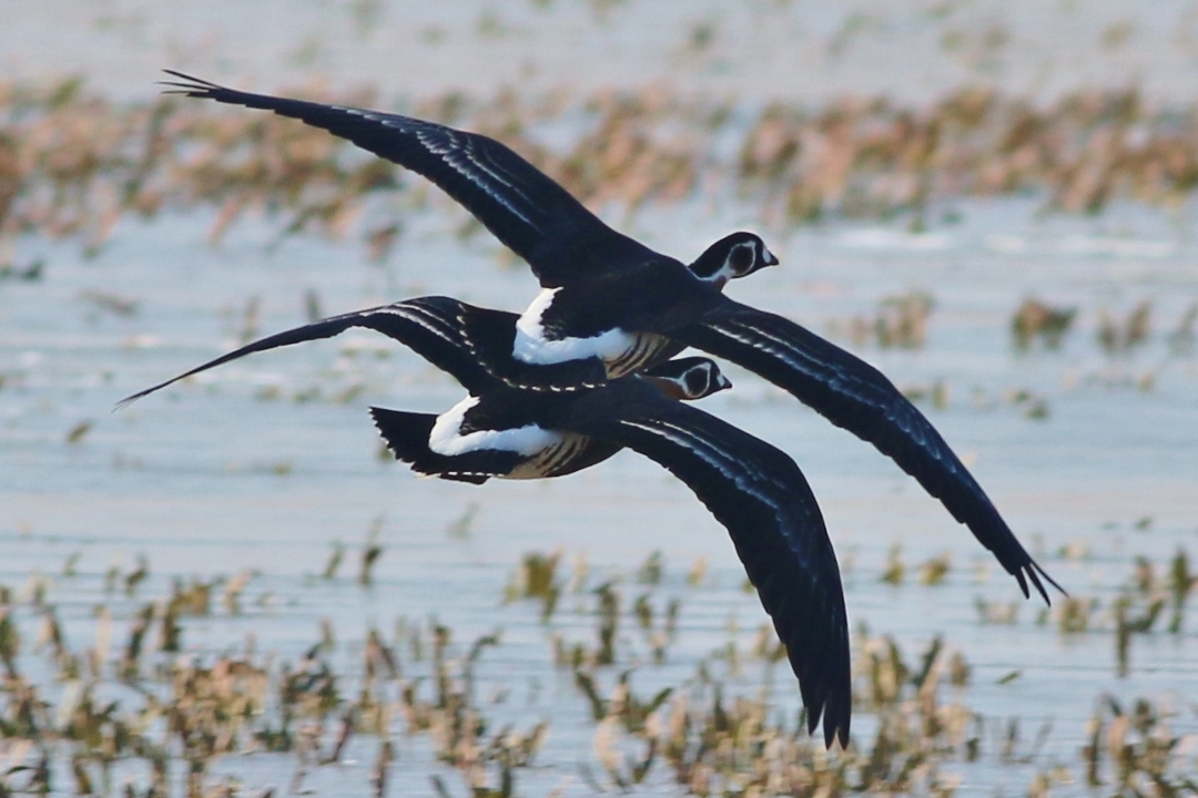 Red-breasted Goose