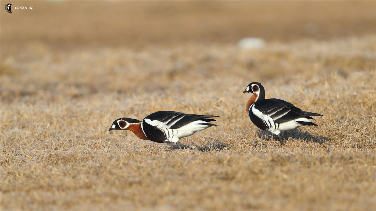 Red-breasted Goose