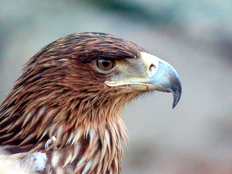 Kaya Kartalı