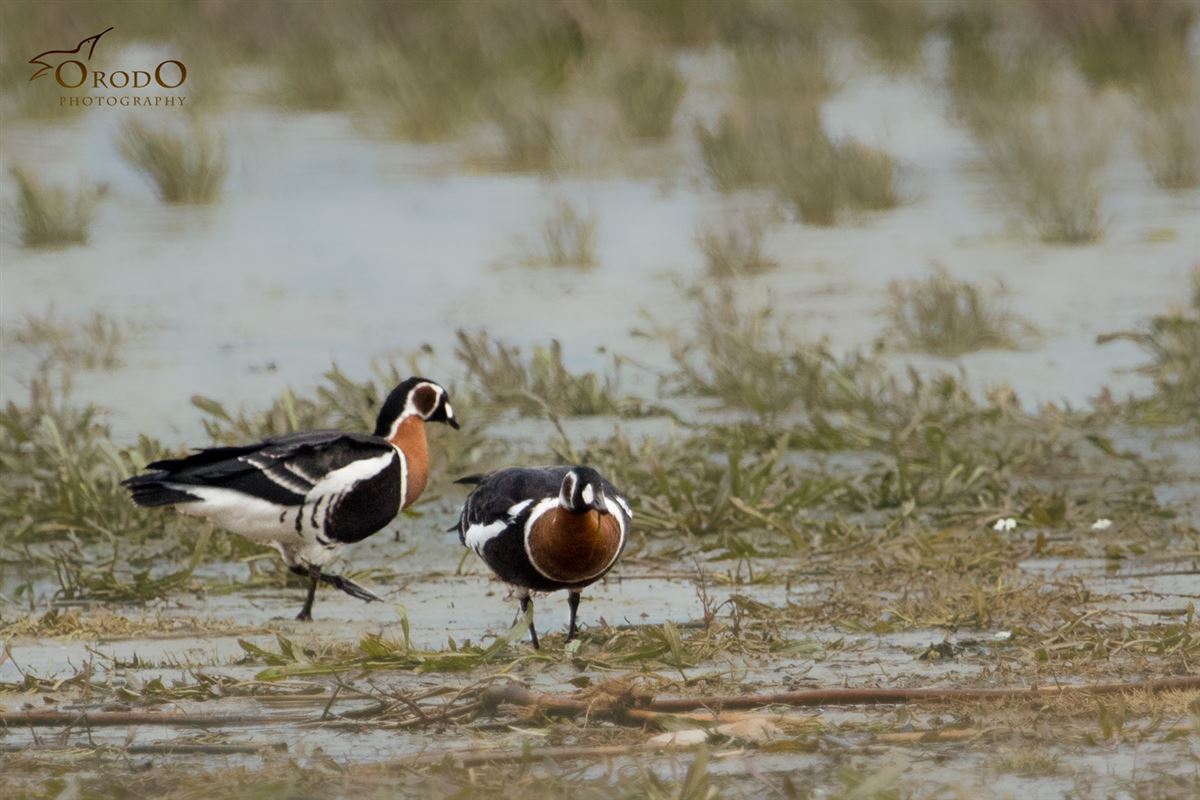 Red-breasted Goose