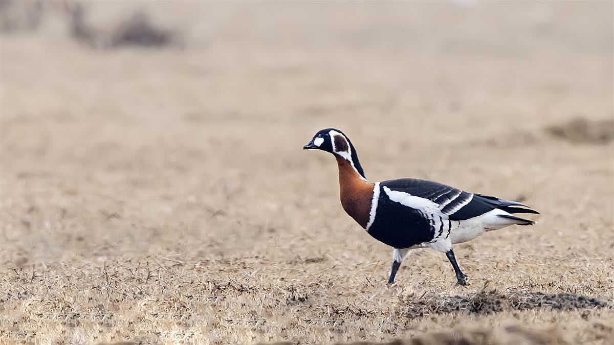 Red-breasted Goose