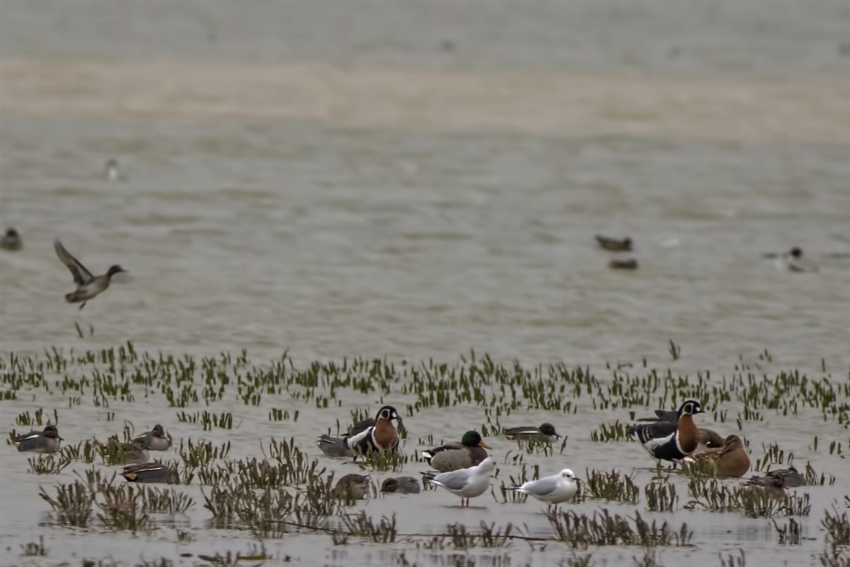 Red-breasted Goose