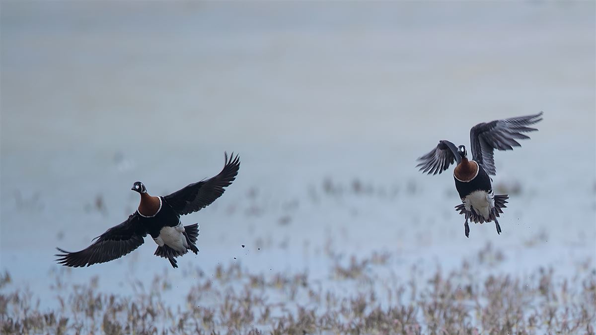Red-breasted Goose