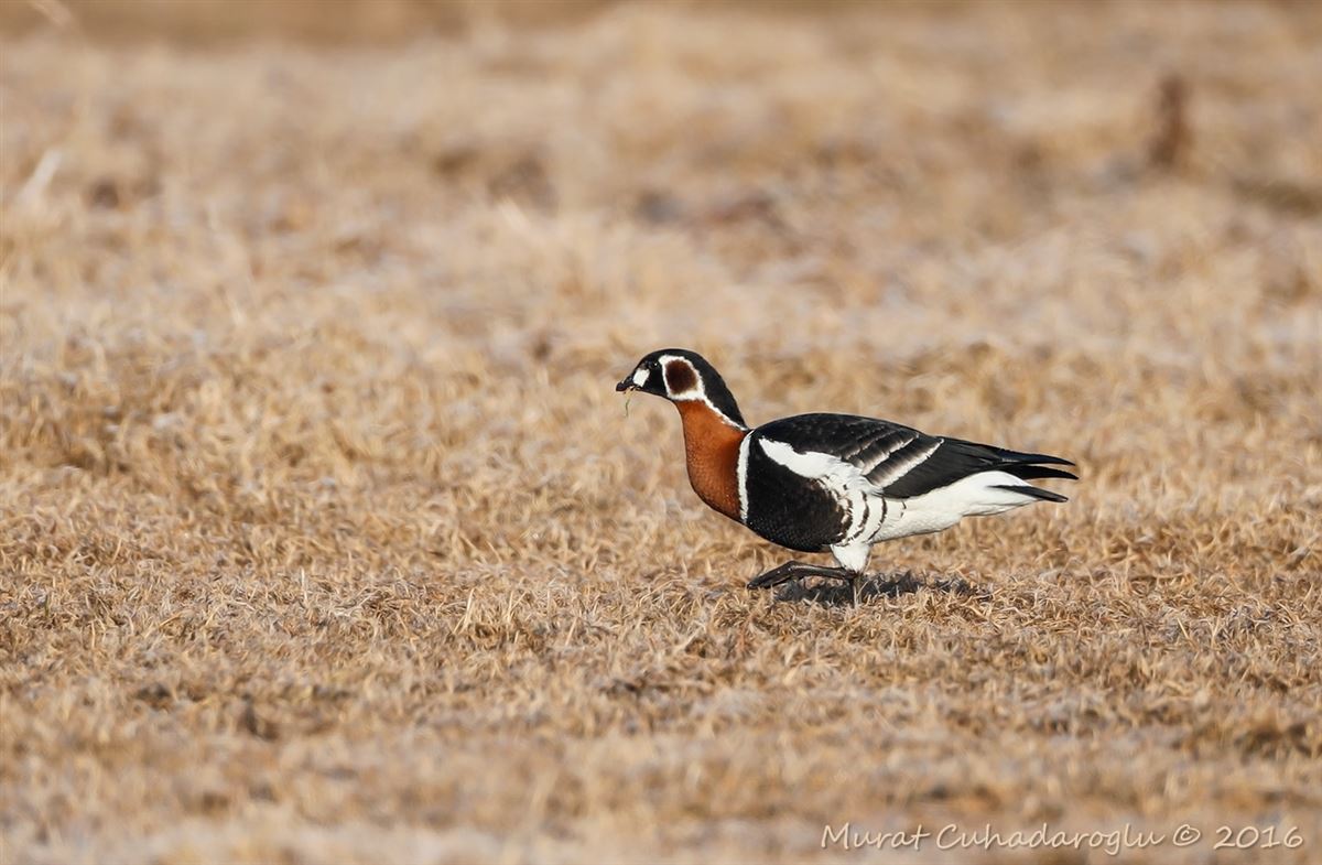 Red-breasted Goose