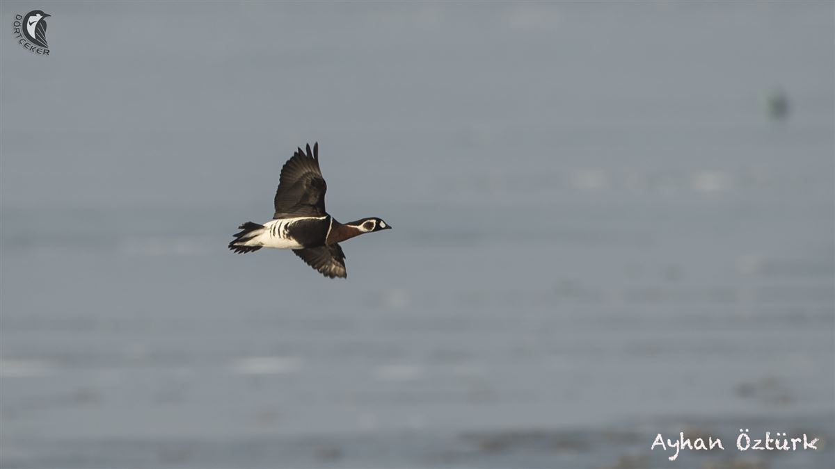 Red-breasted Goose