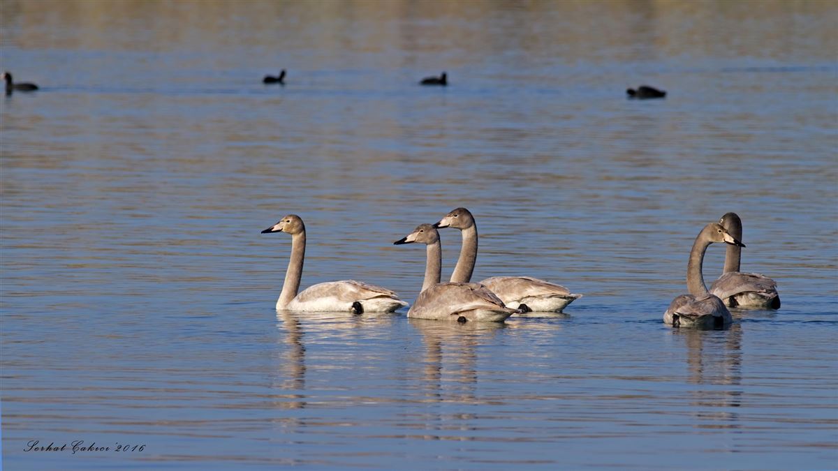 Whooper Swan