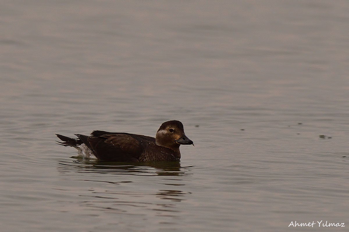 Long-tailed Duck