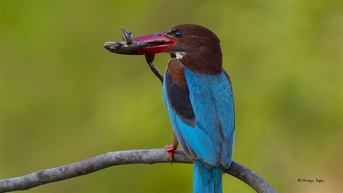 White-throated Kingfisher