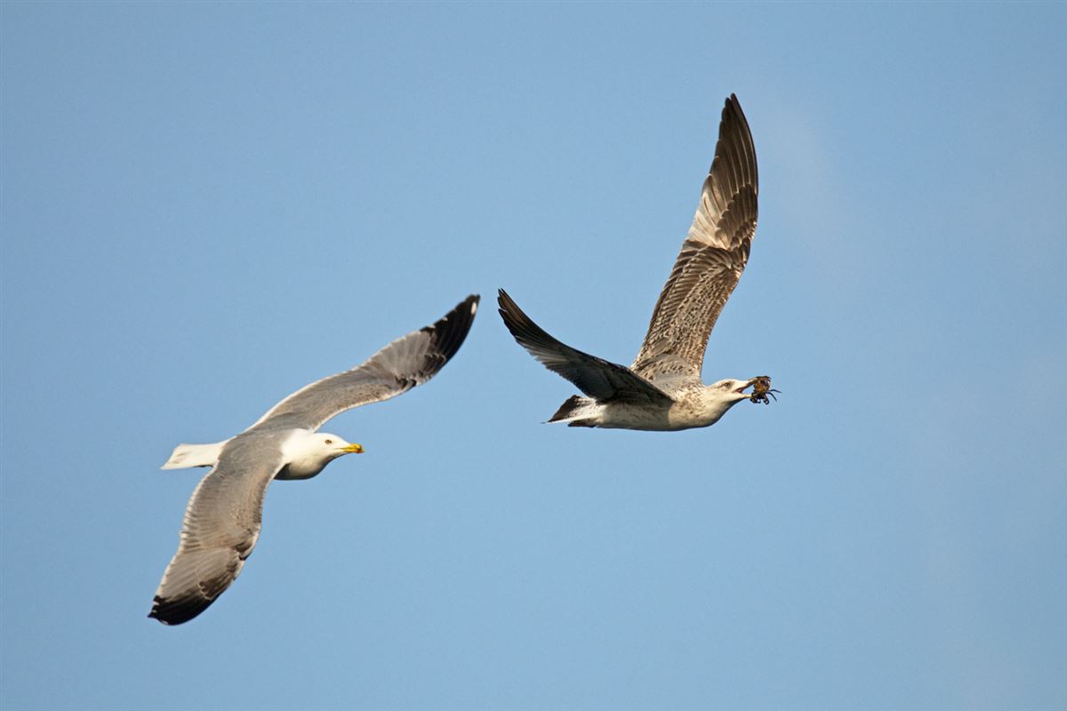 Yellow-legged Gull