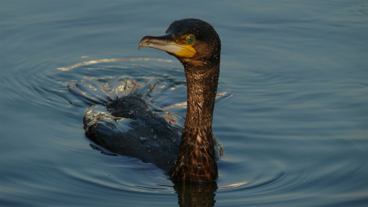 Great Cormorant