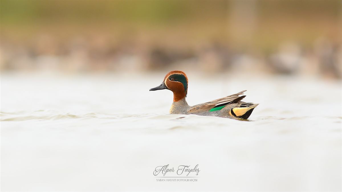 Eurasian Teal
