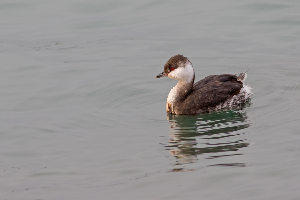 Horned Grebe