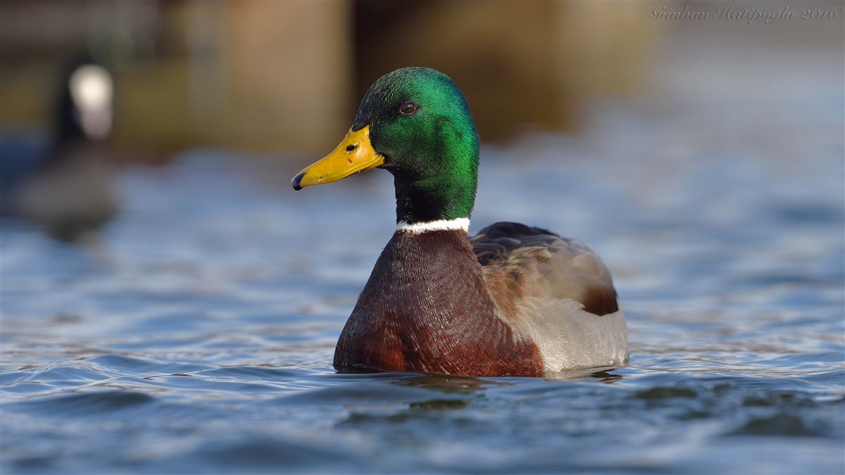 Mallard