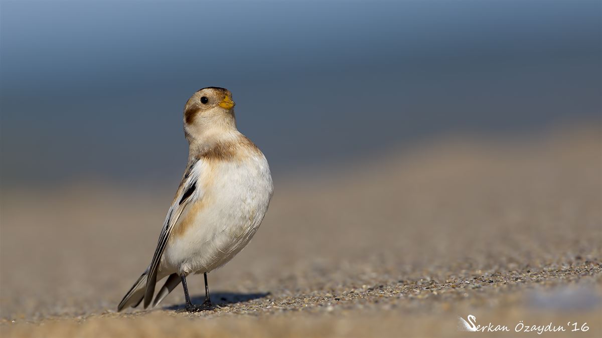 Snow Bunting