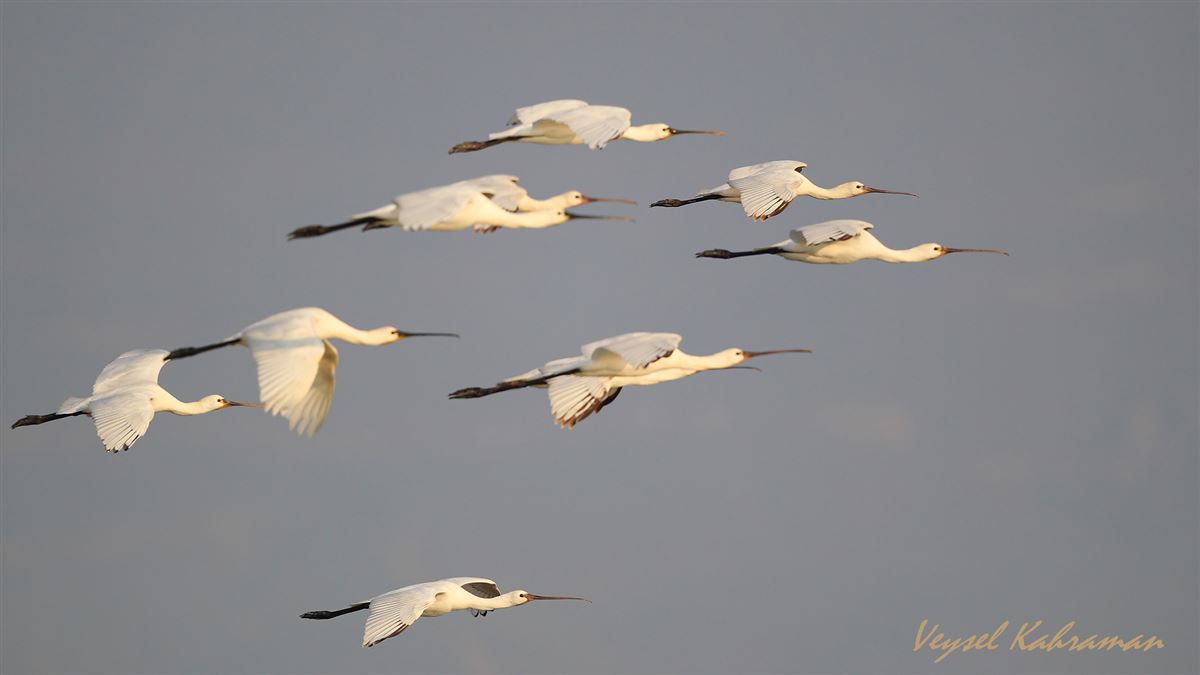 Eurasian Spoonbill
