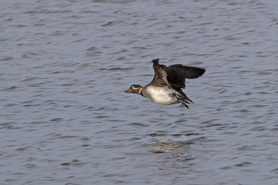 Long-tailed Duck