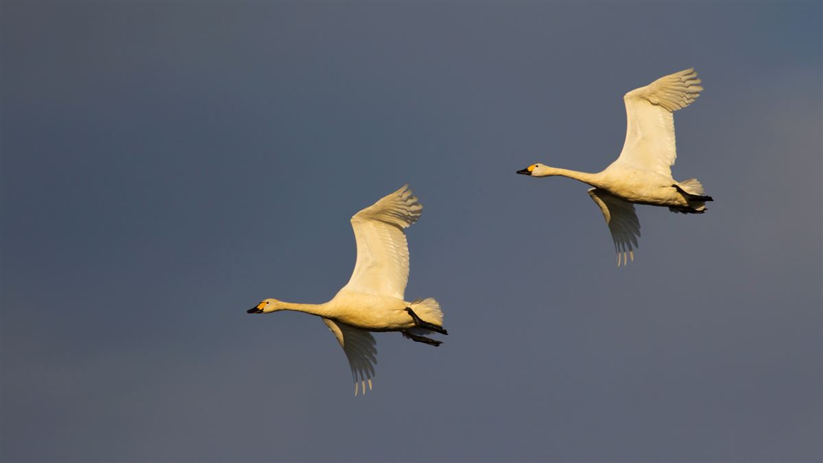 Tundra Swan
