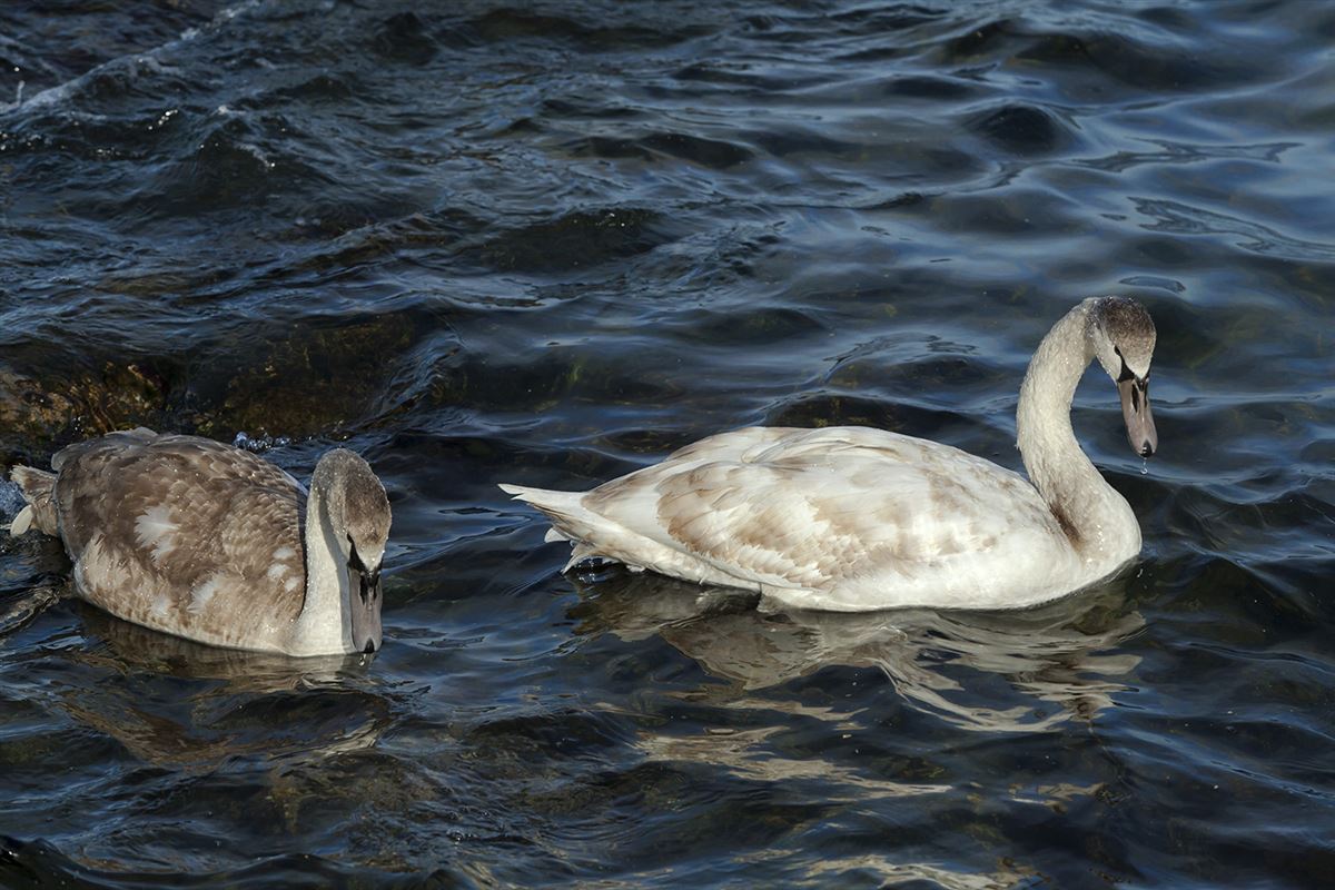 Mute Swan