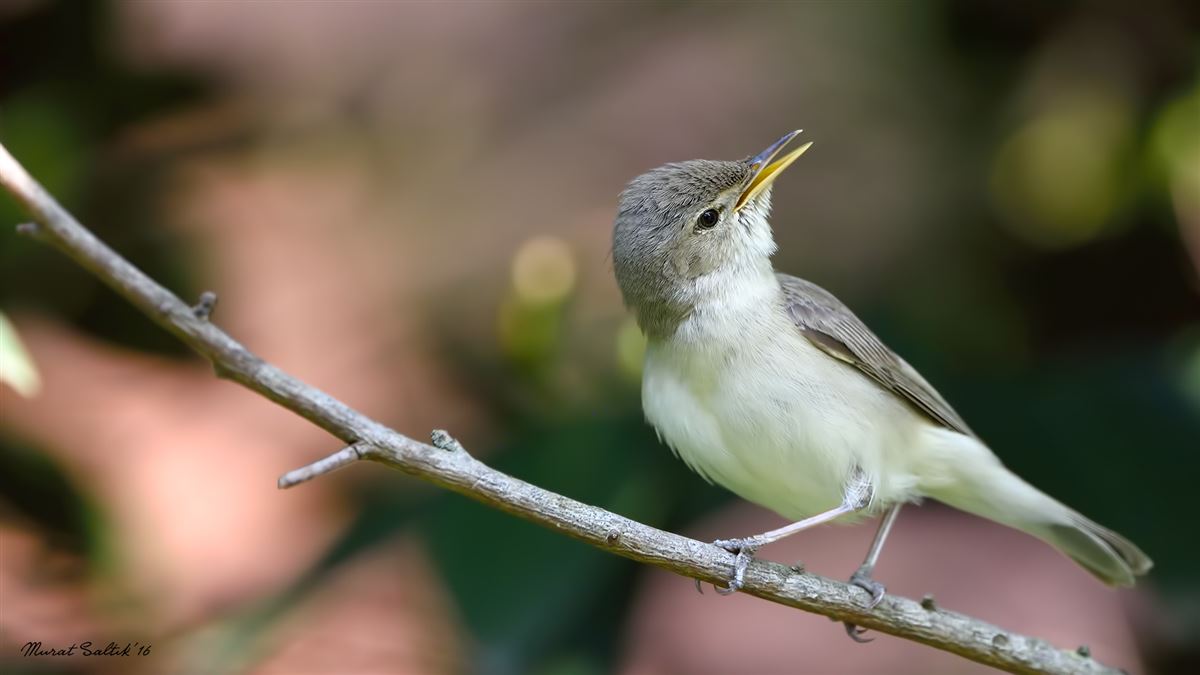 Eastern Olivaceous Warbler