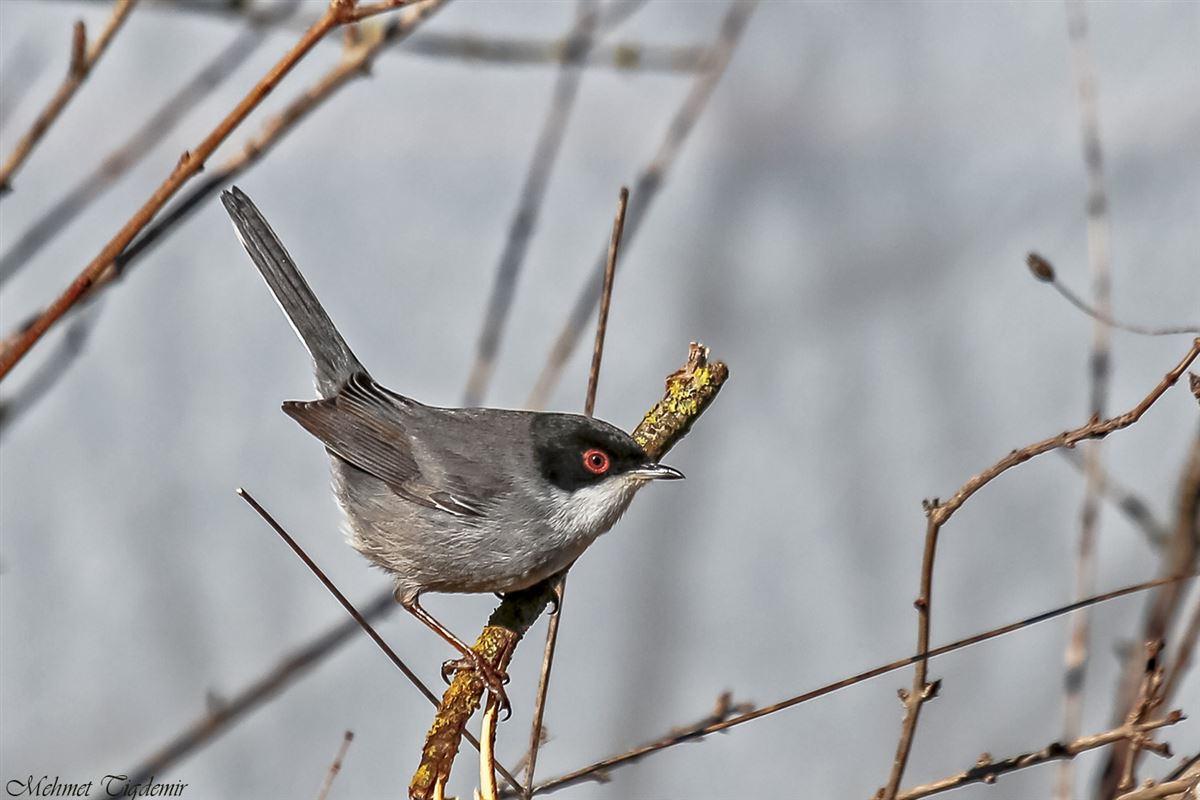 Sardinian Warbler