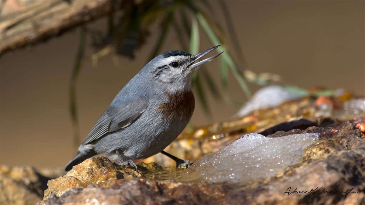 Krüper`s Nuthatch