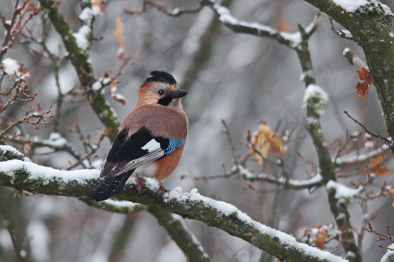 Eurasian Jay