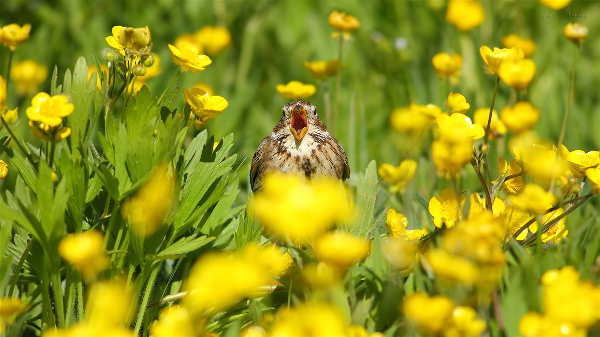 Corn Bunting