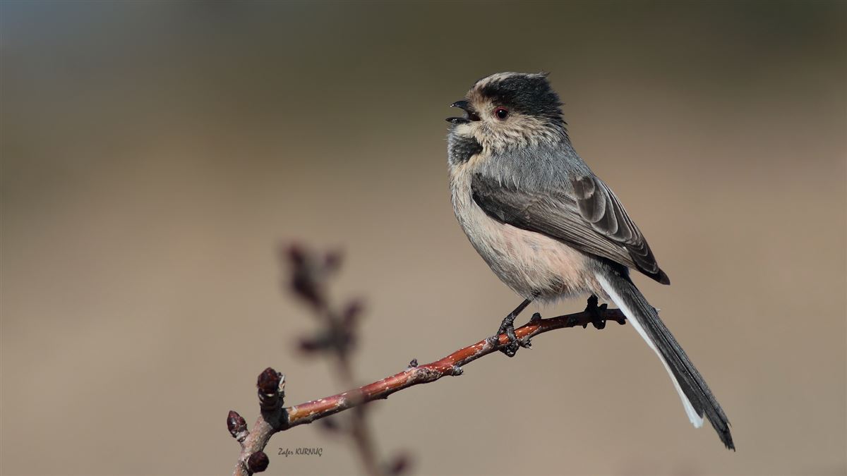 Long-tailed Tit
