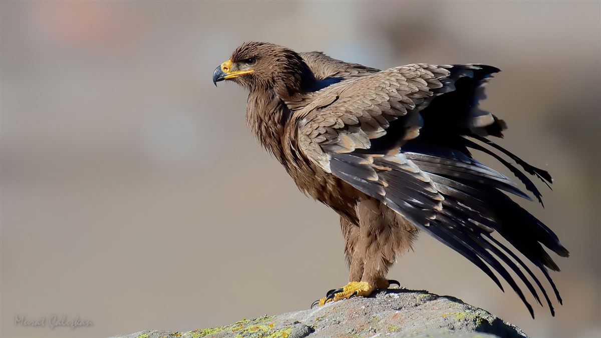 Steppe Eagle