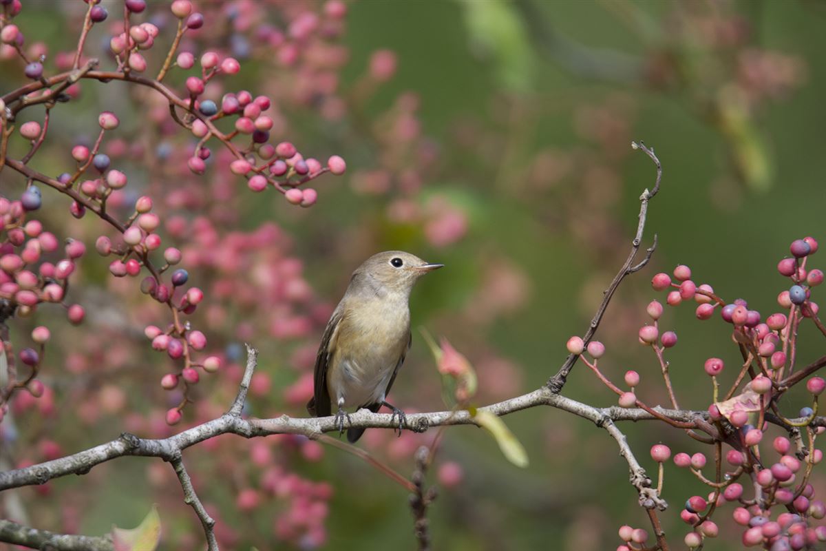 Red-breasted Flycatcher