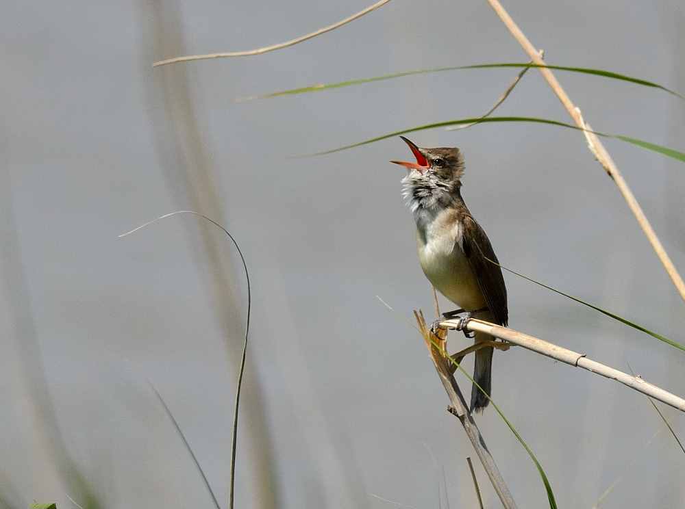 Great Reed Warbler