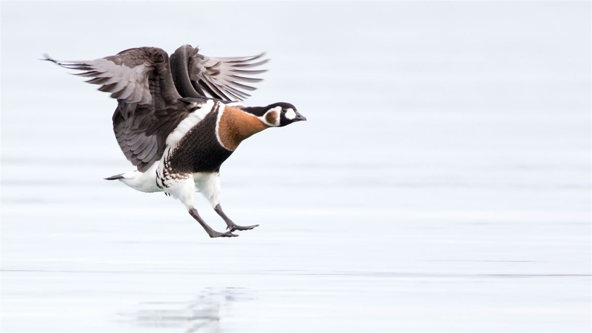 Red-breasted Goose