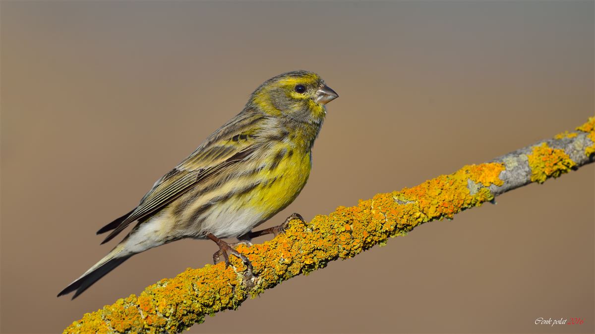 European Serin