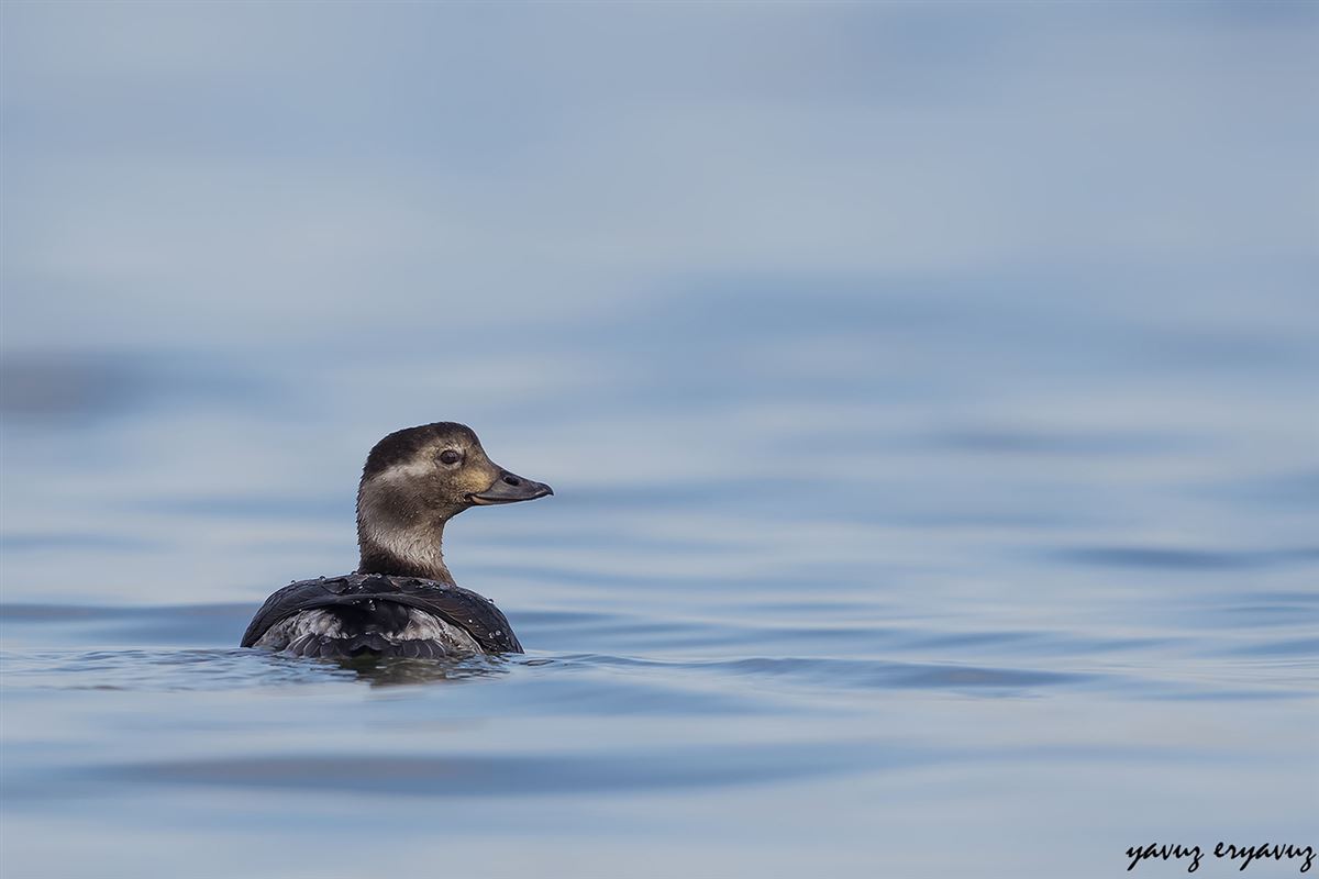 Long-tailed Duck