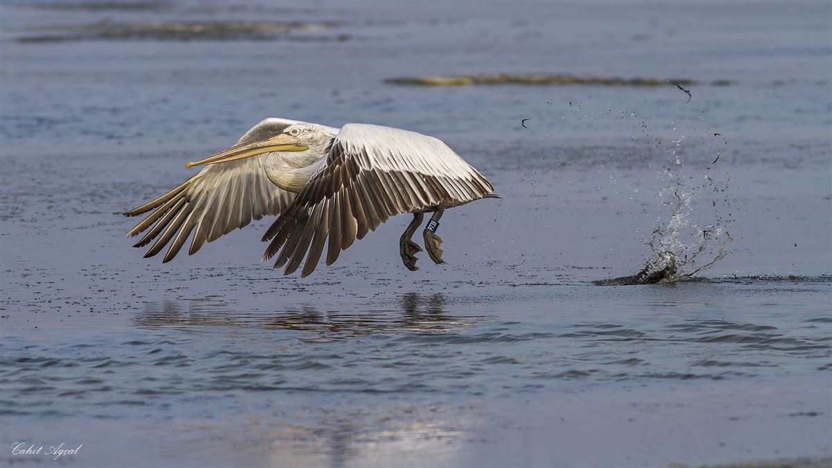 Dalmatian Pelican