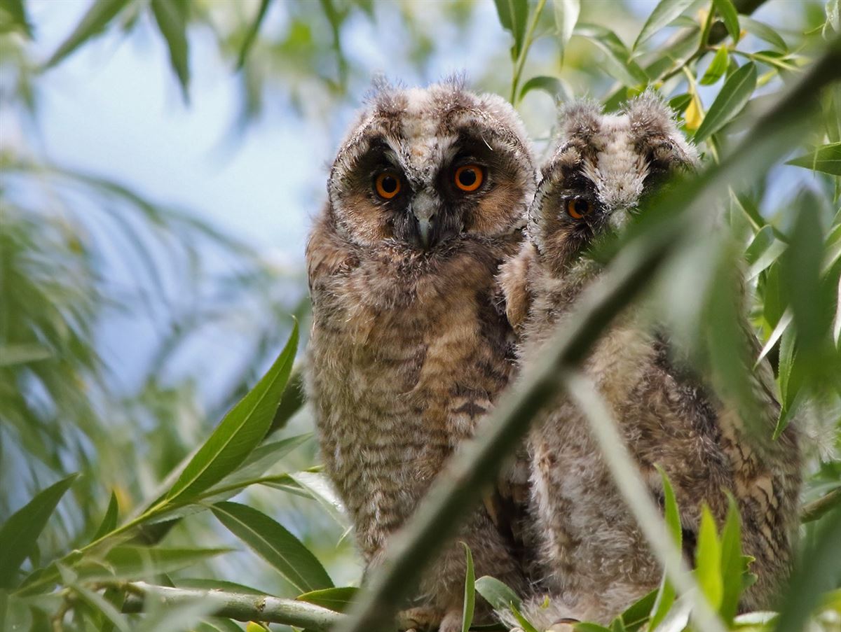 Long-eared Owl