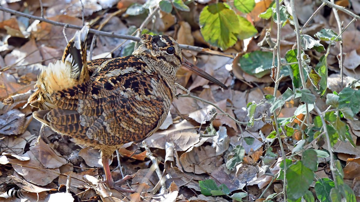 Çulluk