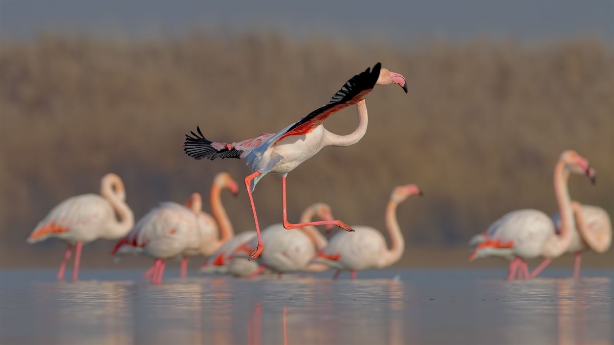Flamingo