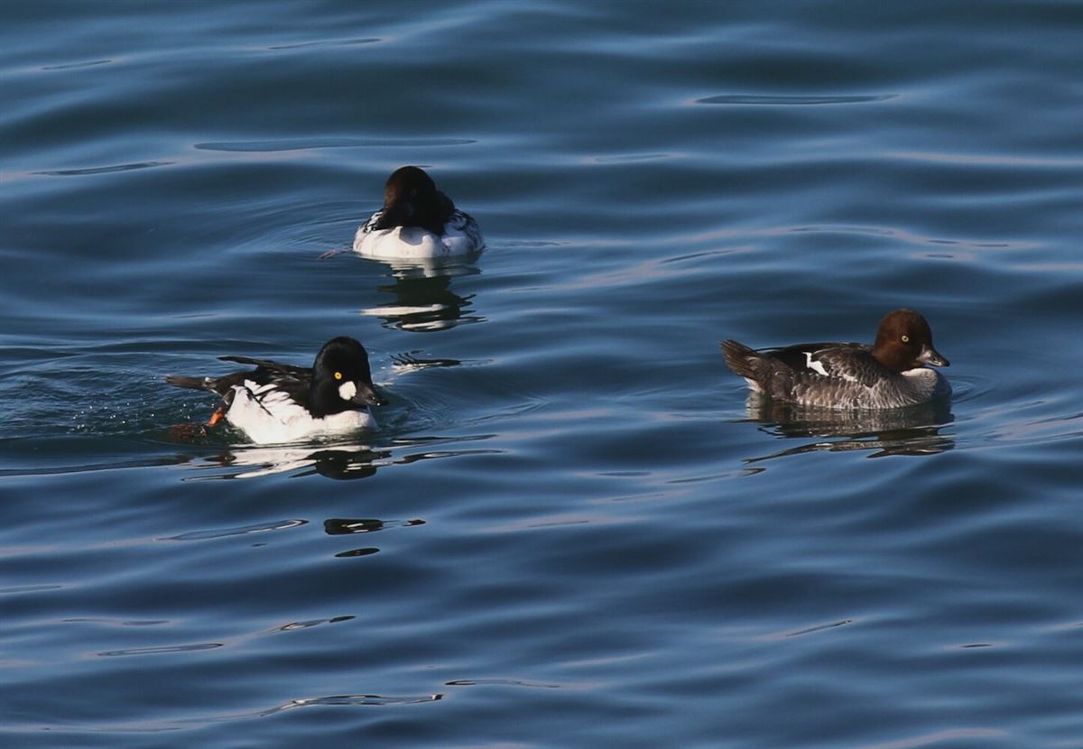 Common Goldeneye