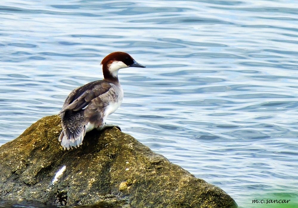 Smew