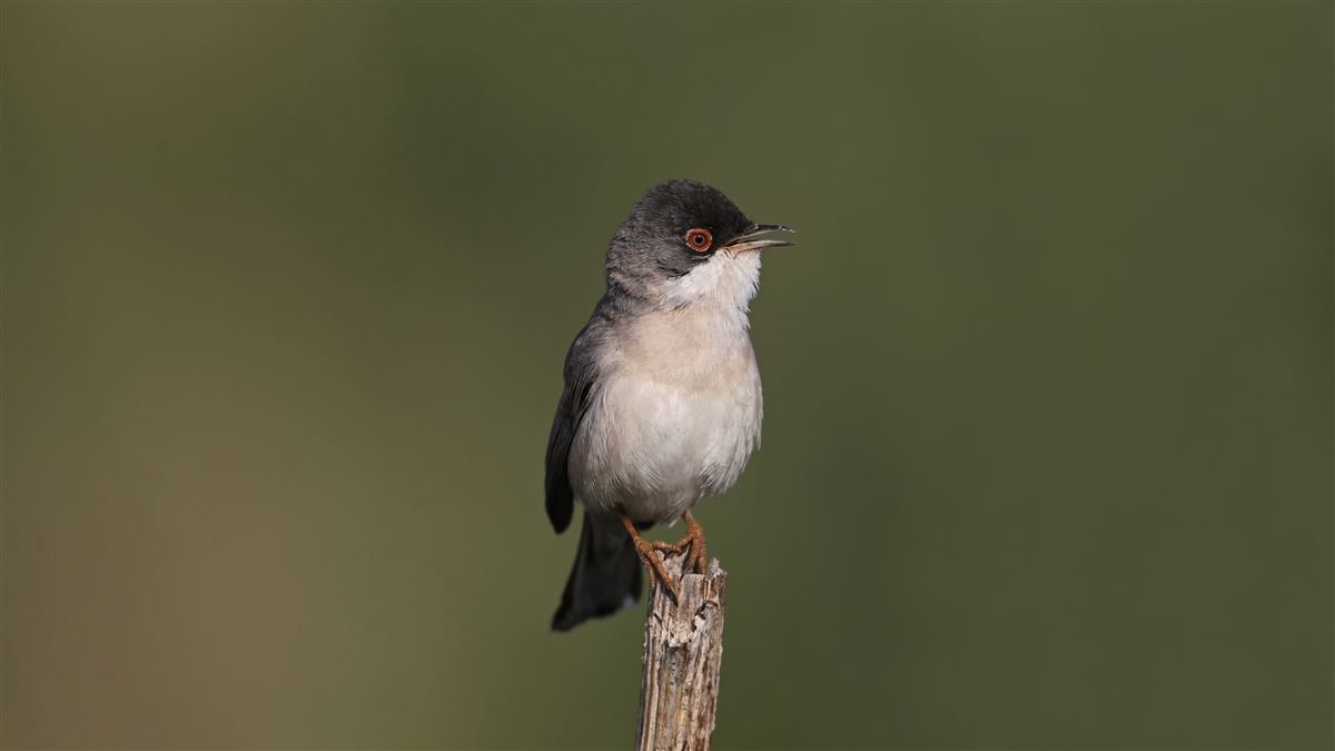Menetries`s Warbler