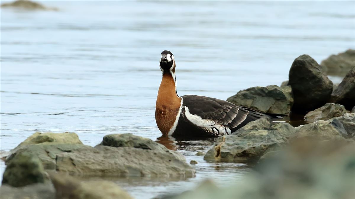 Red-breasted Goose